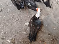 Ducks — Foto 3