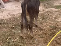 காளை, Swiss cattle — புகைப்படம் 3