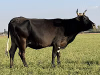 母牛, Cattle — 照片 7