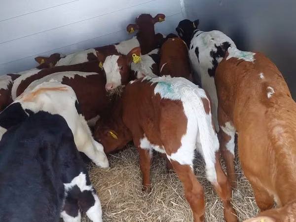 Boğa, Simmental cattle