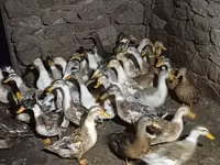Ducks — 写真 1