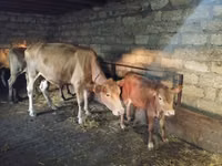 Kuh, Aberdeen-Angus — Foto 3