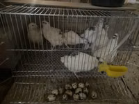 எஸ்டோனியன் — புகைப்படம் 2