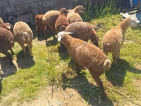 Qoyunlar (partiya, cinsi göstərilməyib), Qoyunlar — foto 5