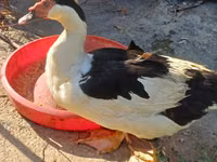 Canard musqué domestique — photo 3