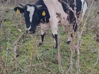 Taureau, Russian Black pied cattle — photo 3
