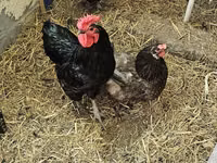 Brahma — foto 4