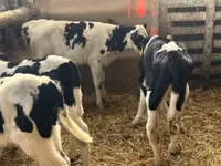 Boğa, Russian Black pied cattle — foto 4