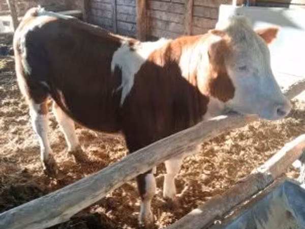 Vache, Race grise hongroise