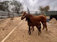 Бие, Kazakh horse — 2-сурет
