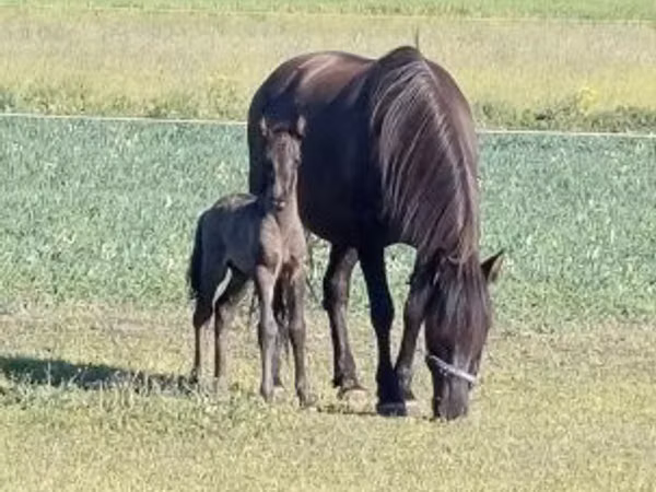 Horse (M), Hucul pony