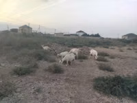 Koza, Kozy — foto 1