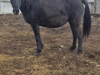 Jument, Chevaux — photo 2
