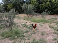 Chickens — Foto 5