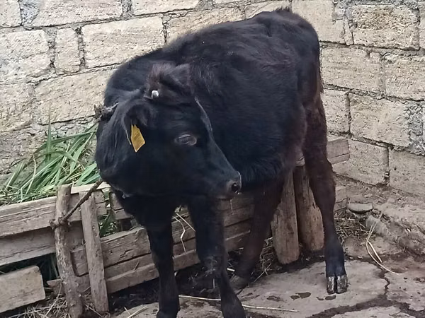 Vache, Aberdeen-Angus