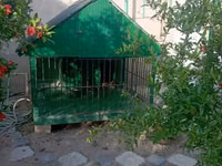 1 ildir alınıb 6 ay istifadə olunub it artıq olmadığı üçün satılır 650 — foto 1