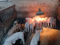 Säue, Schweine — Foto 1