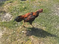 Chickens — zdjęcie 1