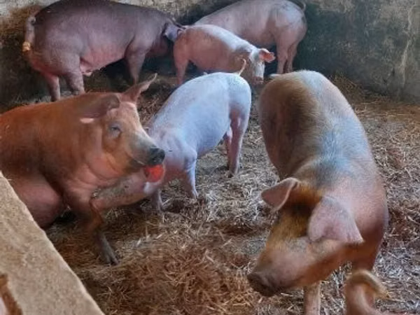 Porcs (lot, sexe non indiqué), 