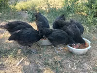 Australorp — foto 1