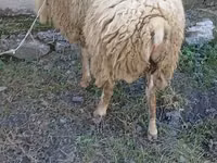 Baran, Owce — zdjęcie 2