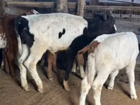 ხარი, Russian Black pied cattle — ფოტო 2