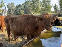 Krowa, Highland — zdjęcie 3