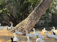 Ducks — zdjęcie 1