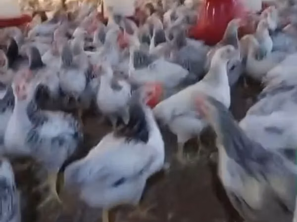 Chickens