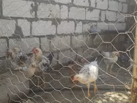 Chickens — photo 2
