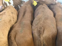 Rinder (Partie, Geschlecht nicht angegeben), Simmental cattle — Foto 5