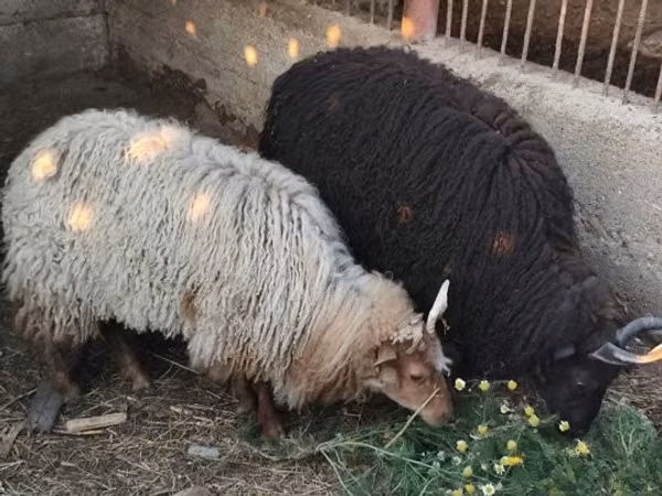 Qoʻy, Racka sheep