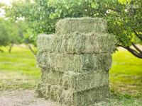 Խոտի տուկ, խոտ, թարմ խոտ — Foto 1