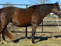 Kısrak, Quarter Horse — foto 5