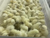 Chickens — புகைப்படம் 5