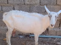 عنزة, Saanen goat — الصورة 4