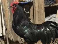 Chickens — 1-rasm