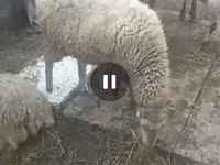 نعجة, الأغنام — الصورة 1