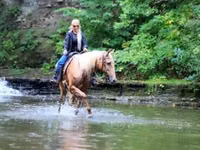 Cavalo, Palomino — foto 7