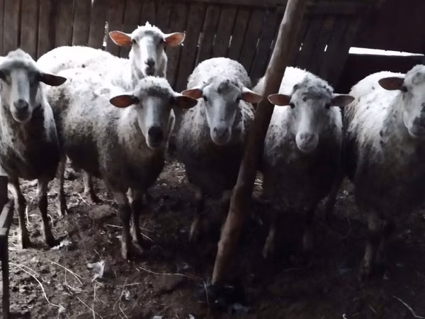 ცხვარი, Bessarabian sheep