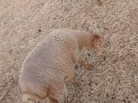 Moutons (lot, sexe non indiqué), Moutons — photo 4