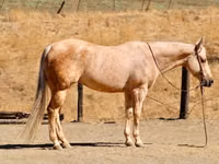 فرس, Quarter Horse — الصورة 1