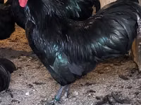 Australorp — foto 2