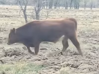 Buqa, Simmental cattle — 2-rasm