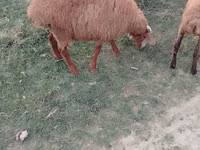Sheep (batch, sex not specified), Sheep — photo 8