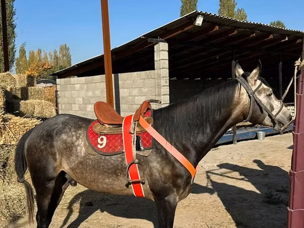 雄馬, Arabian horse