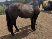 Бие, Međimurje horse — 4-сурет