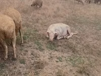 Bélier, Assaf sheep — photo 5
