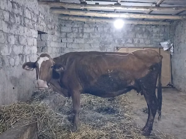 Sığır (parti, cinsiyet belirtilmedi), Sığır