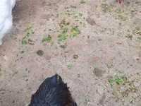 Chickens — ფოტო 2
